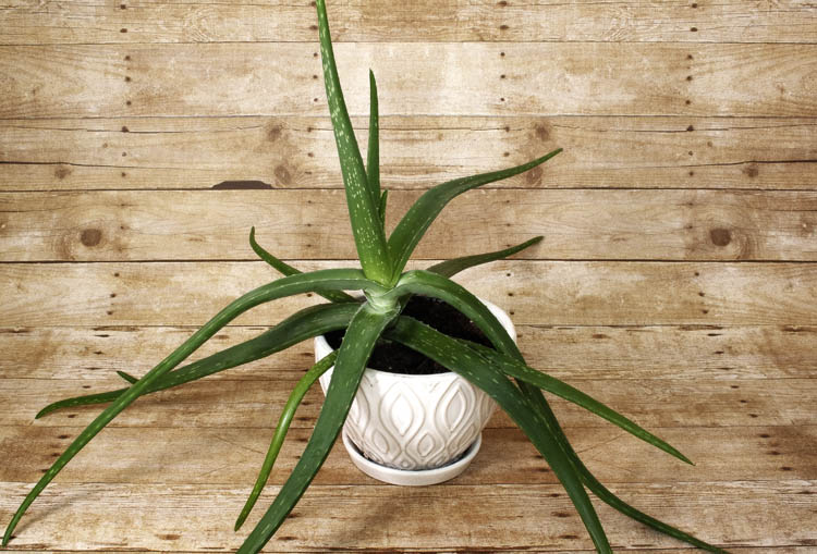A great plant for beginners, this hearty desert succulent can survive almost any amount of neglect.