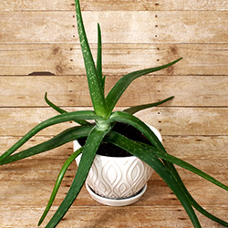 A great plant for beginners, this hearty desert succulent can survive almost any amount of neglect.