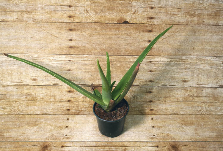 A great plant for beginners, this hearty desert succulent can survive almost any amount of neglect.