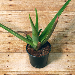 A great plant for beginners, this hearty desert succulent can survive almost any amount of neglect.