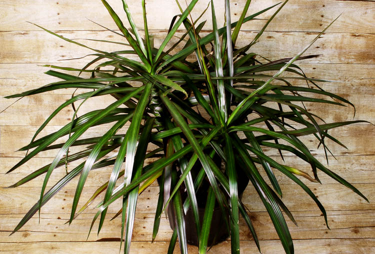 Long, slender leaves define the profile of this attractive Madagascan tree.