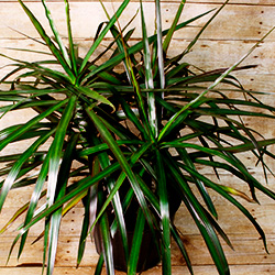 Long, slender leaves define the profile of this attractive Madagascan tree.
