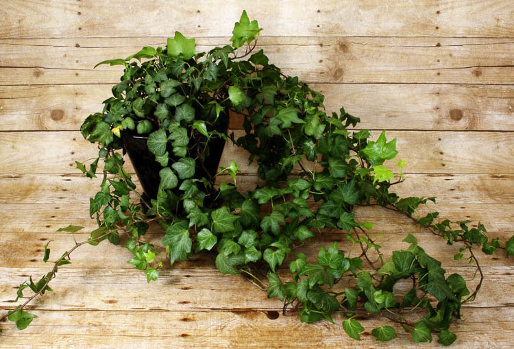 An image of English Ivy vines spilling over the edge of a large flower pot.
