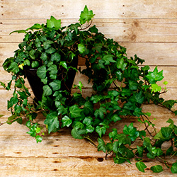 This crawling ivy is great for climbing or hanging.