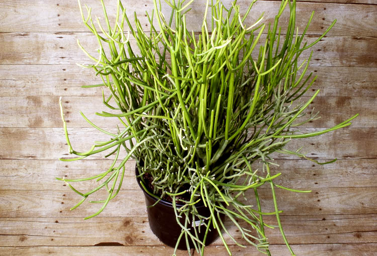 Save lots of room for this evergreen succulent, because it can grow up to 8 feet tall!
