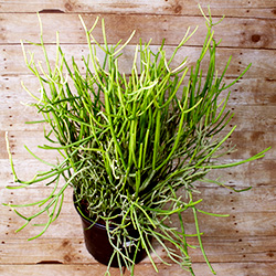 Save lots of room for this evergreen succulent, because it can grow up to 8 feet tall!