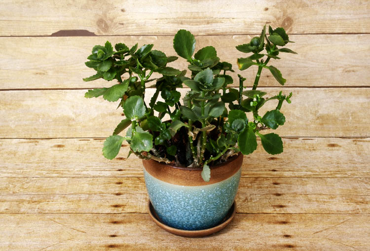 This unfussy perennial succulent loves bright sunlight and sandy soil.
