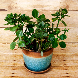 This unfussy perennial succulent loves bright sunlight and sandy soil.
