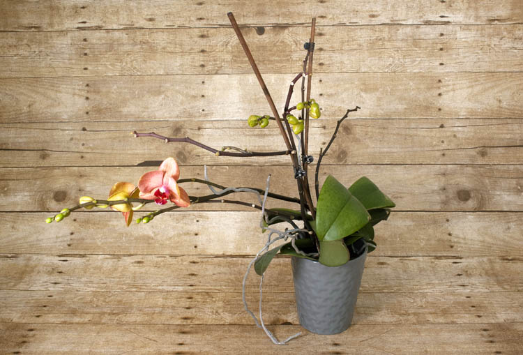 Be sure to avoid direct sunlight and over-watering this delicate flower.