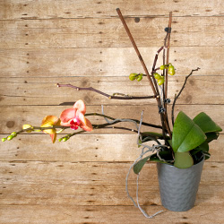 Be sure to avoid direct sunlight and over-watering this delicate flower.