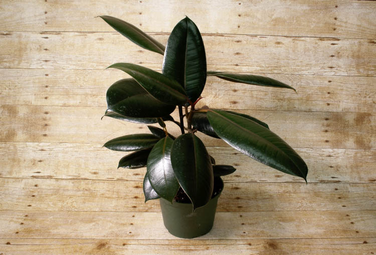 Boasting dark, broad leaves and a narrow stem, this plant produces a sticky sap that has traditionally been used to make rubber.