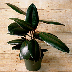Boasting dark, broad leaves and a narrow stem, this plant produces a sticky sap that has traditionally been used to make rubber.