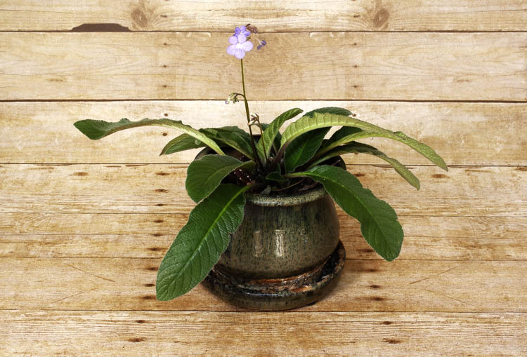 A living bouquet to beautify your home. This lovely flower is in bloom for most of the year.