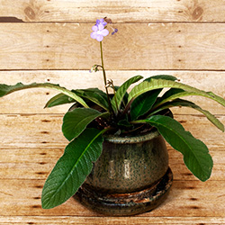 A living bouquet to beautify your home. This lovely flower is in bloom for most of the year.