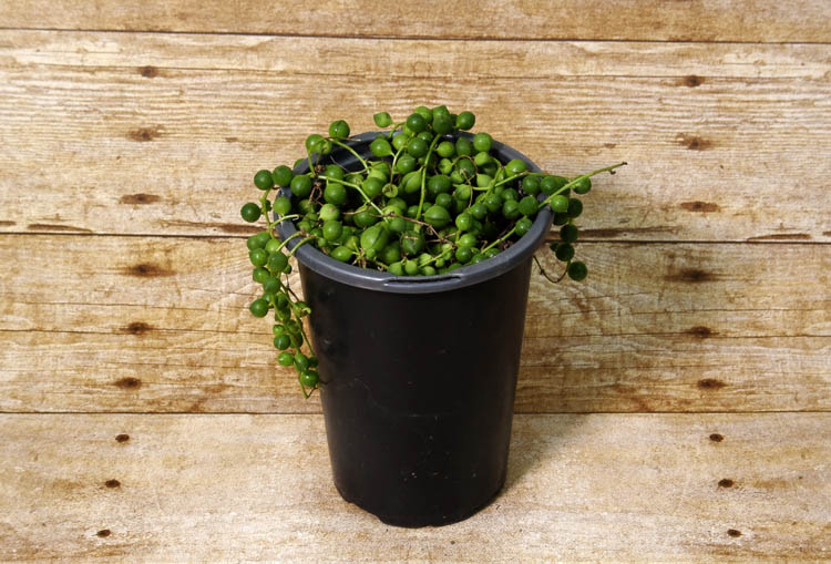 This adorable little succulent resembles a pearl necklace.