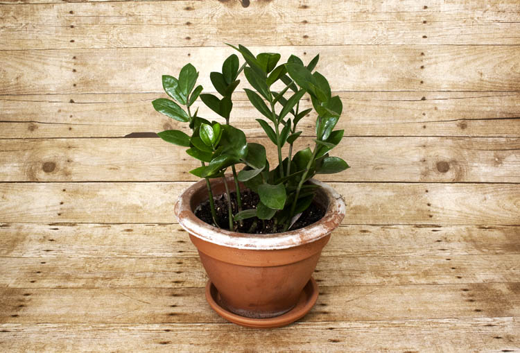 Easy to care for but hard to pronounce, most people refer to this as a ZZ plant.