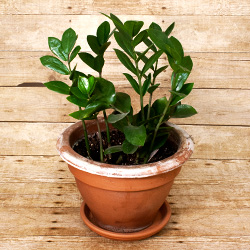 Easy to care for but hard to pronounce, most people refer to this as a ZZ plant.
